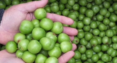 Bir kilo erik gram altınla yarışıyor