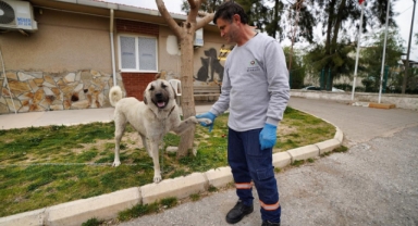 Depremzede köpek İzmir’de yaşayacak