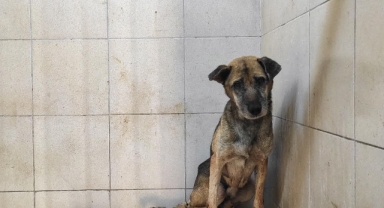 Gaziemir’den çıkan haberlere yanıt: Uyutulmadı, gözetim altında!