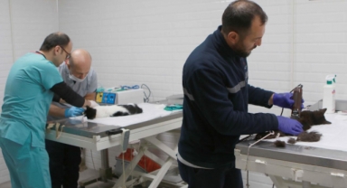 Başkan Sandal: Can dostlar için hizmet kalitemizi artırdık