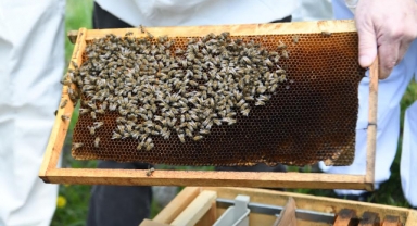Bornovalı başkandan arıcılığa teşvik... Uygulamalı eğitimler başladı