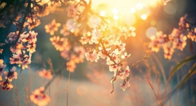 Soğuk günler geride kaldı... İzmir'e bahar geliyor