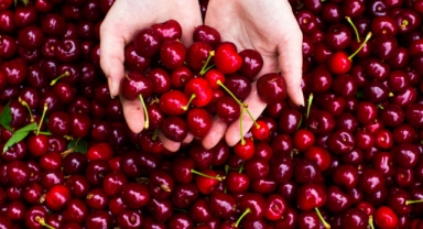 Yılın ilk kirazı satıldı: Kilogram fiyatı gram altına yaklaştı