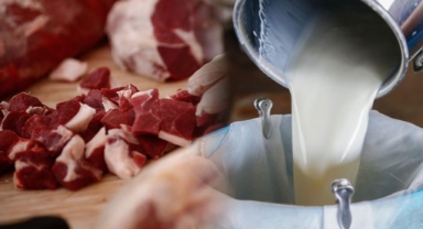 2022'de çiğ süt üretimi düştü, kırmızı et üretimi arttı