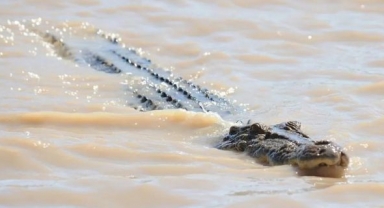 Avustralya’da kaybolan bir kişinin cesedi, timsahın içinden çıktı