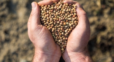 İzmir'de kuraklıkla mücadele tam gaz... Susuzluğa dayanıklı yem bitkileri üretiliyor