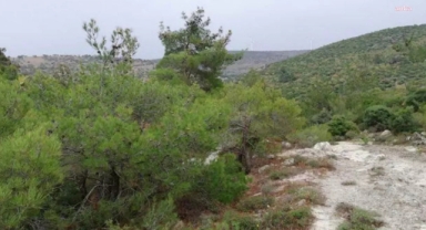 Bergama’da köylüler isyan etti: 10 bin ağaç GES için kesilecek!