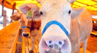 Bornova'da bayram önü bir acayip Kurban Pazaryeri hikayesi!