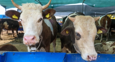 Buca'da bayram mesaisi başladı... Kurban pazarları denetleniyor!