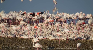 Flamingolara aldanmayın... Kuş Cenneti kuruyor!