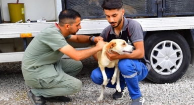 İzmir’de bir yılda 25 bin kedi ve köpek kısırlaştırıldı