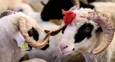 Kurban bağış bedeline yüzde 141 zam yapıldı