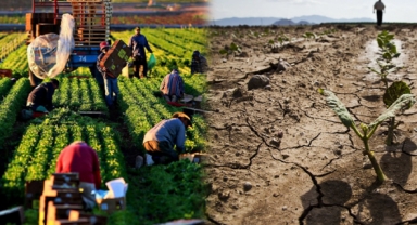 Türkiye'nin beş önemli tarla bitkisi iklim krizinden etkilendi