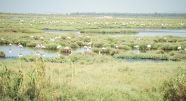 Yaşayan Körfez için dev adım... Çiğli Atık Su Arıtma Tesisi’nin Dördüncü Faz Projesi’nin temeli atıldı