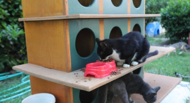 Bayraklı Belediyesi sıcak havalarda can dostlarını unutmadı 