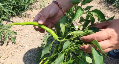 Bornova Belediyesi'nden çiftçiye üretim desteği... 