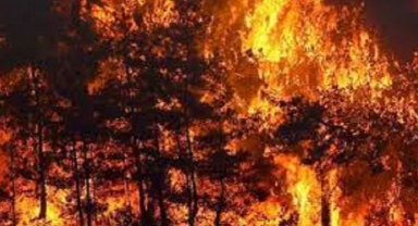 İzmir’de orman yangını: Aynı anda iki ilçede yangın