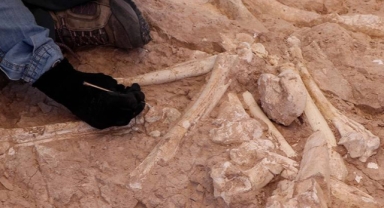 Kayseri'de 7.5 milyon yıllık zürafa kemiği bulundu