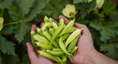 Kuraklıkla mücadelede susuz tarım dönemi: İzmir'de susuz bamya yaygınlaştırılıyor