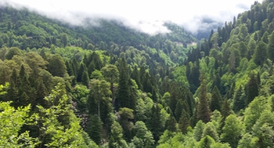 TOKİ 3 bin 200 futbol sahası büyüklüğünde ormanlık alana deprem konutu yapacak