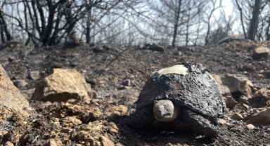 Yangın sonrası yürek burkan tablo 