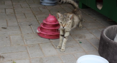 Zübeyde Hanım Parkı’nın kedileri yeni evlerine kavuştu