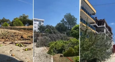 Bornova'daki zeytin ağacı kesiminde son perde… İddiaların odağındaki meclis üyesi konuştu