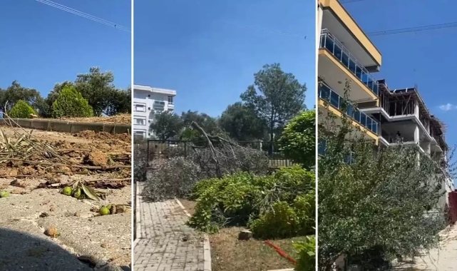 Bornova'daki zeytin ağacı kesiminde son perde… İddiaların odağındaki meclis üyesi konuştu