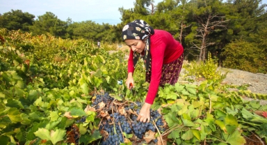  “Bu yılki üzümü Karabağlar Belediyesi’ne borçluyuz”