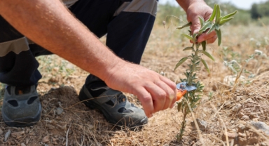 Buca Belediyesi adaçayı ihraç edecek