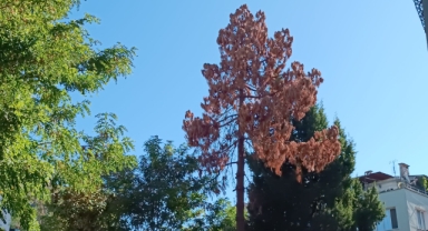 Güzelyalı ağacına üzülüyor... 100 yıllık çam neden kurudu? 