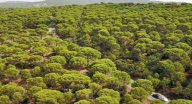 Şimdi de Kozak Yaylası'nda doğayı katledecekler