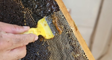 Bornovalı arıcılarda hasat mutluluğu