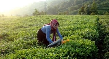 Çay üretimi riskte