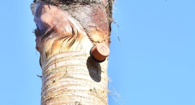 İzmir’in palmiyeleri için alarm sistemi