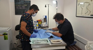 Karabağlar Belediyesi patili dostları unutmadı: Kısırlaştırma çalışmaları devam ediyor