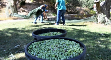 Bornova Belediyesi'nden üreticiye zeytincilik eğitimi