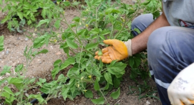 “Karşıyaka Kentsel Gıda Strateji Belgesi” Türkiye birincisi seçildi!