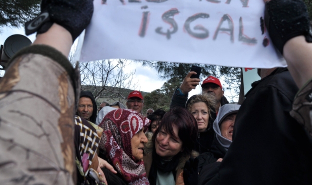 Yarımada’da zeytinlik talanı durduruldu!