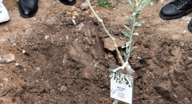 Bornova’da zeytincilik eğitimleri devam ediyor