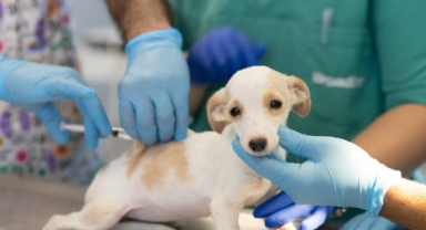 Can dostlara modern tedavi imkanı: İlk kamu hayvan hastanesi İzmir’de açılıyor