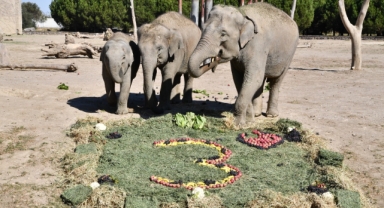 Doğal Yaşam Parkı’nın fili Deniz Gaziantep’e gidiyor