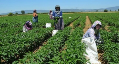 Maliyet artışı çiftçiyi üretimden koparıyor: “Bu gidişle üretim yapmayacağız”