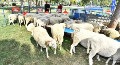 Yerel üreticiye ve kırsala destek sürüyor