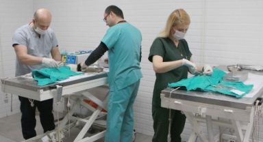 Bayraklı’da son 4,5 yılda 20 bin sokak hayvanına sağlık hizmeti