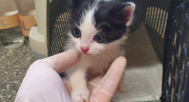 Büyükşehir’den can dostlar için “Pako” mobil uygulaması