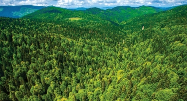 11 ilde bazı alanlar orman sınırları dışına çıkarıldı