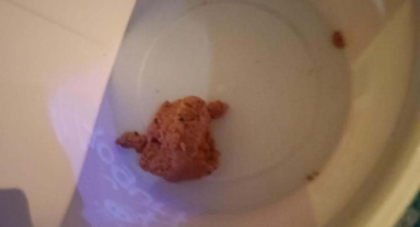 11 köpek öldü: İzmir’de sokak köpeklerini zehirlediler! 