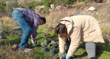 Bornova Belediyesi’nden arıcılara lavanta desteği