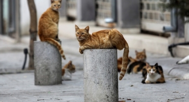 İzmir’de vahşet: Sokak kedilerini katletti! 